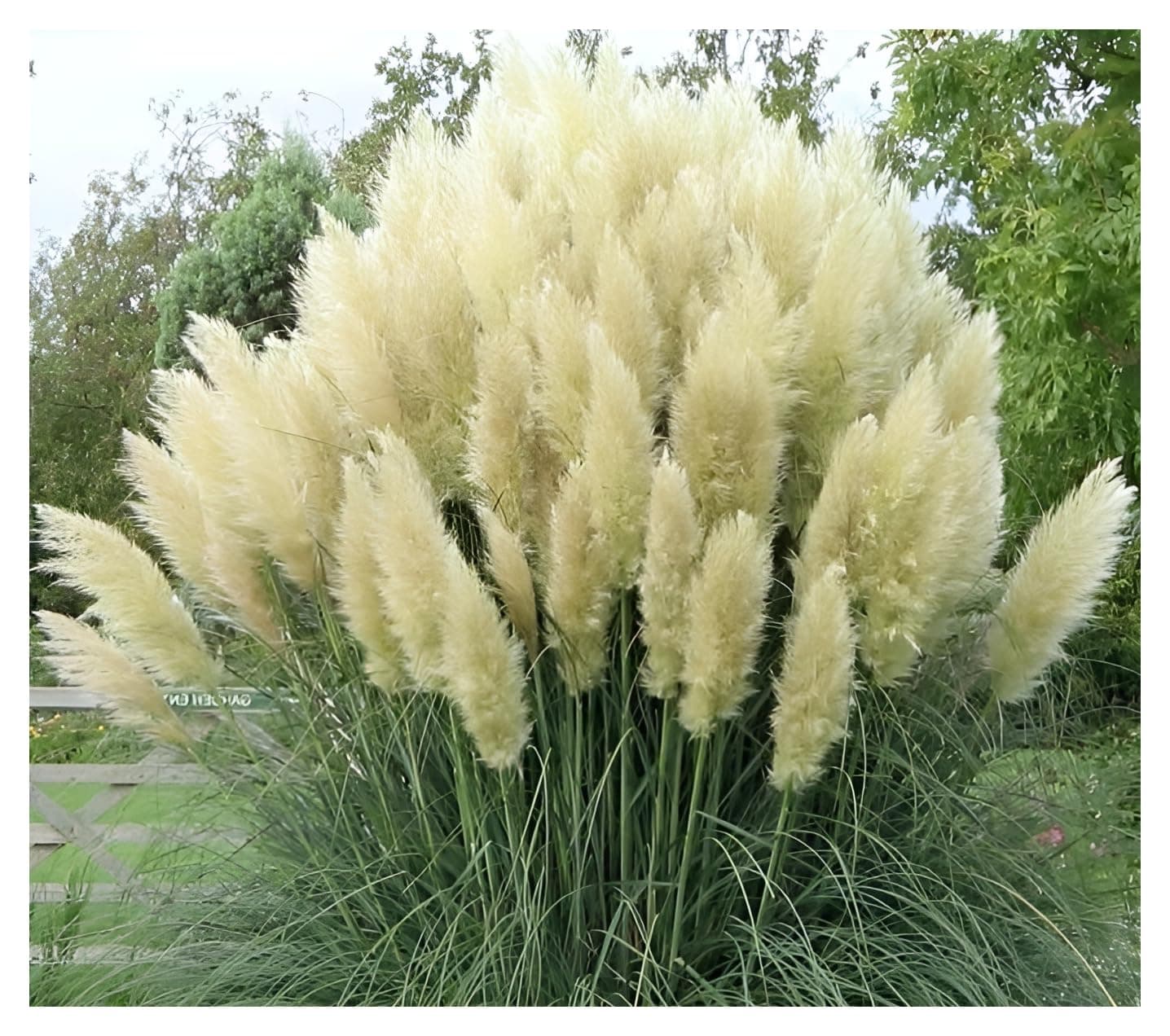 Stauden Gänge 10 x Cortaderia selloana 'White' 🌾 im 1 Liter Topf - Weißes Pampasgras