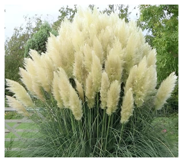 Stauden Gänge 10 x Cortaderia selloana 'White' 🌾 im 1 Liter Topf - Weißes Pampasgras