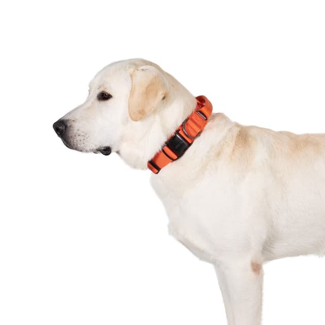 OneTigris Hunde Halsband mit Metallschnalle für Hunde (Orange, L) L Orange