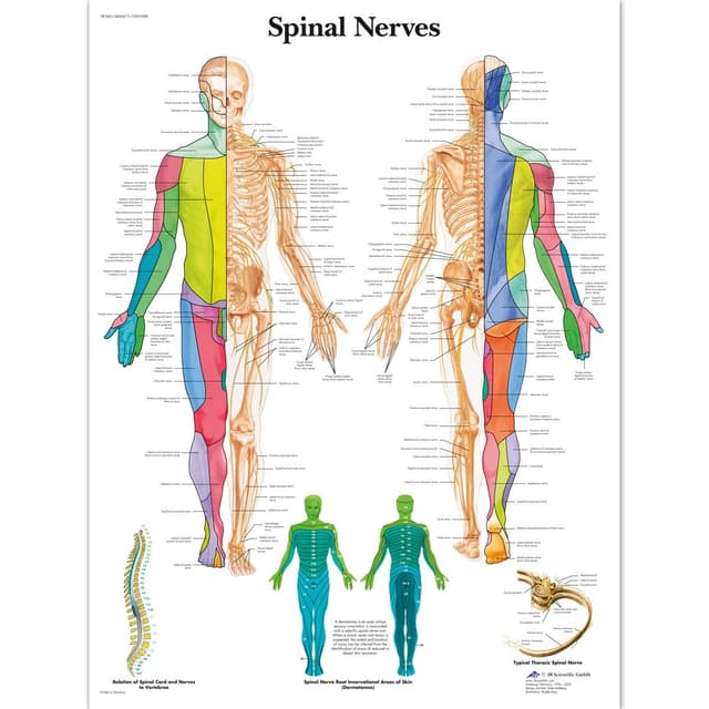 3B Scientific 1001588 Scientific Lehrtafel Spinal Nerves Nervensystem, Englisch, Laminiert Laminierte Version