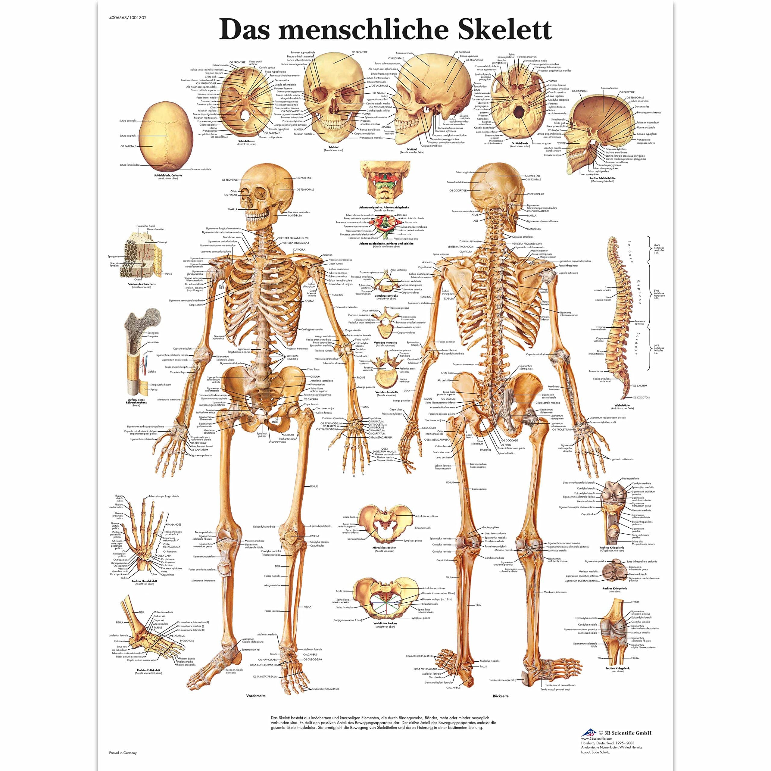 3B Scientific Lehrtafel - Das menschliche Skelett, VR0113UU Papier Single