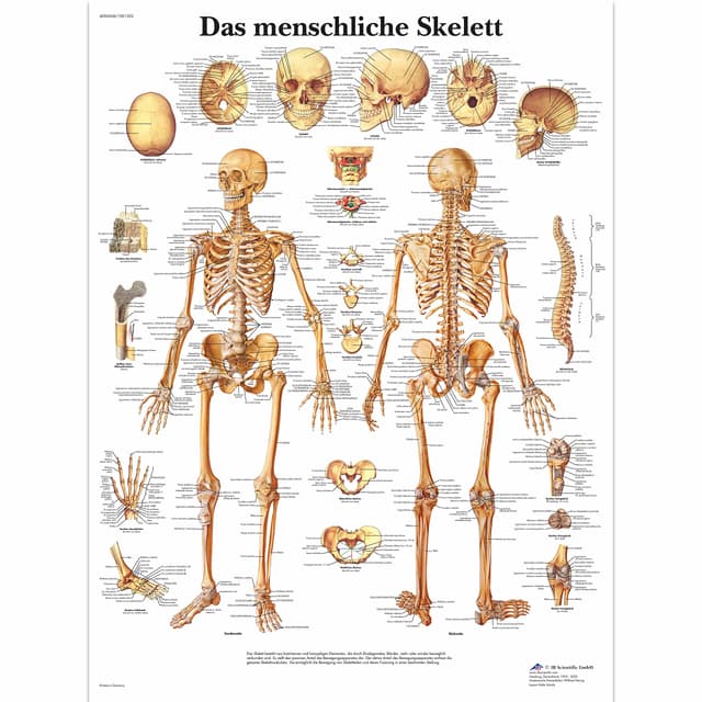 3B Scientific Lehrtafel - Das menschliche Skelett, VR0113UU Papier Single