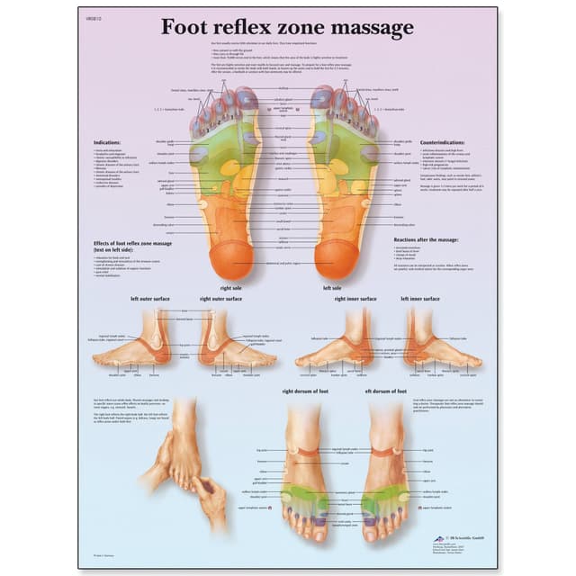 3B Scientific VR1810L Menschliche Anatomie, Lehrtafel für Fußreflexzonenmassage, laminiert