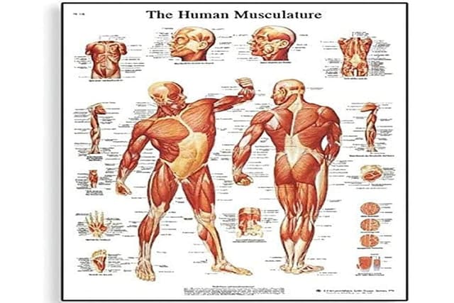 3B Scientific Lehrtafel „Die menschliche Muskulatur“, unlaminated Papierversion