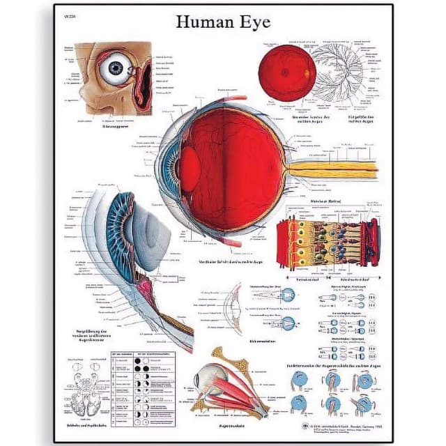 3B Scientific Echthaar Eye Chart Papier