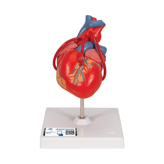 3B Scientific Menschliche Anatomie - Klassik-Herz mit Bypass, 2-teilig + kostenlose Anatomie App - 3B Smart Anatomy