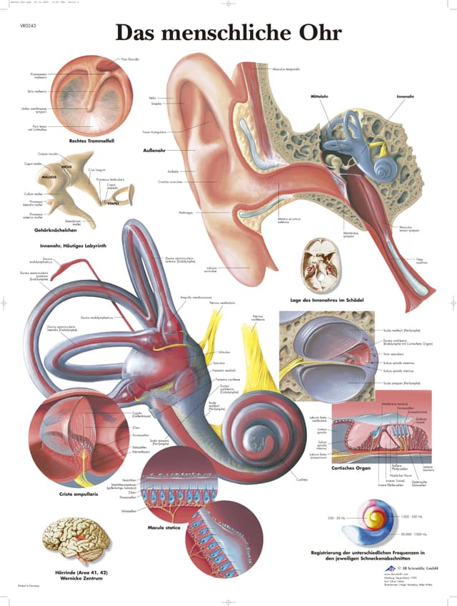 3B Scientific Lehrtafel - Das menschliche Ohr Papier