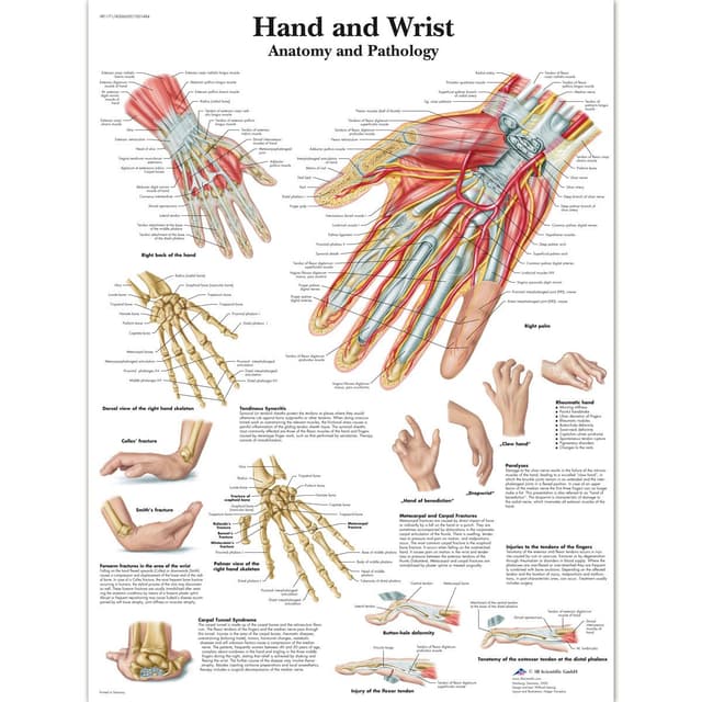 3B Scientific Hand- und Handgelenktafel, laminated, 1 Laminiert