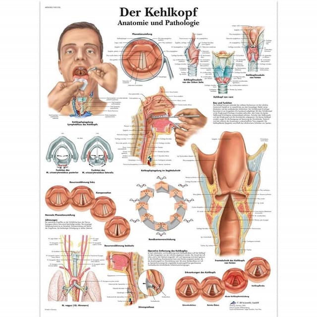 3B Scientific Lehrtafel - Der Kehlkopf, VR0248UU Single Papier