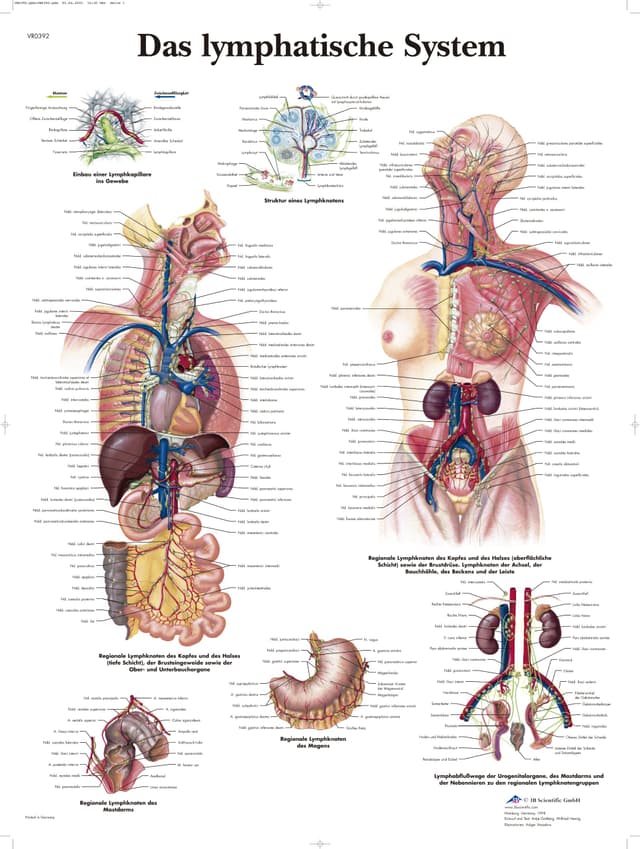 3B Scientific Lehrtafel laminiert - Das Lymphatische System