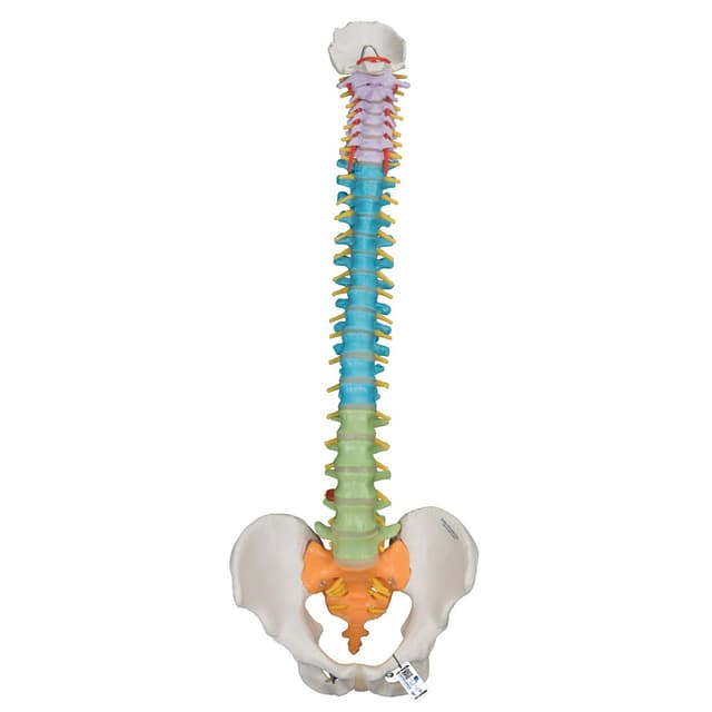 3B Scientific Menschliche Anatomie - Flexibles Wirbelsäulenmodell - didaktisch + kostenlose Anatomie App - 3B Smart Anatomy, A58/8