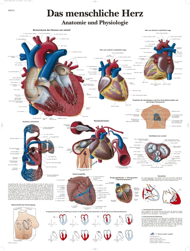 3B Scientific Lehrtafel laminiert - Das menschliche Herz - Anatomie und Pathologie, VR0334L Single Laminiert
