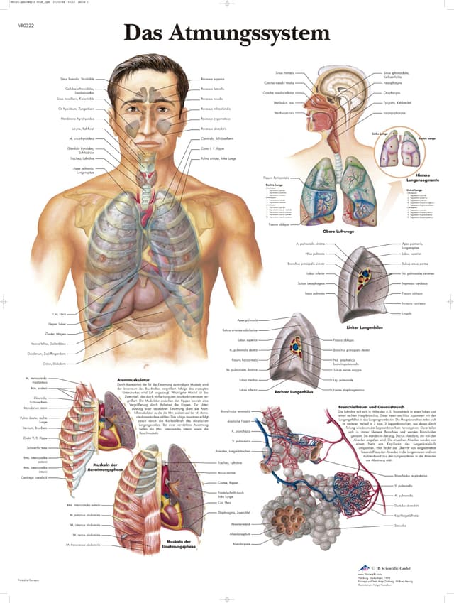 3B Scientific Lehrtafel - Das Atmungssystem Papier
