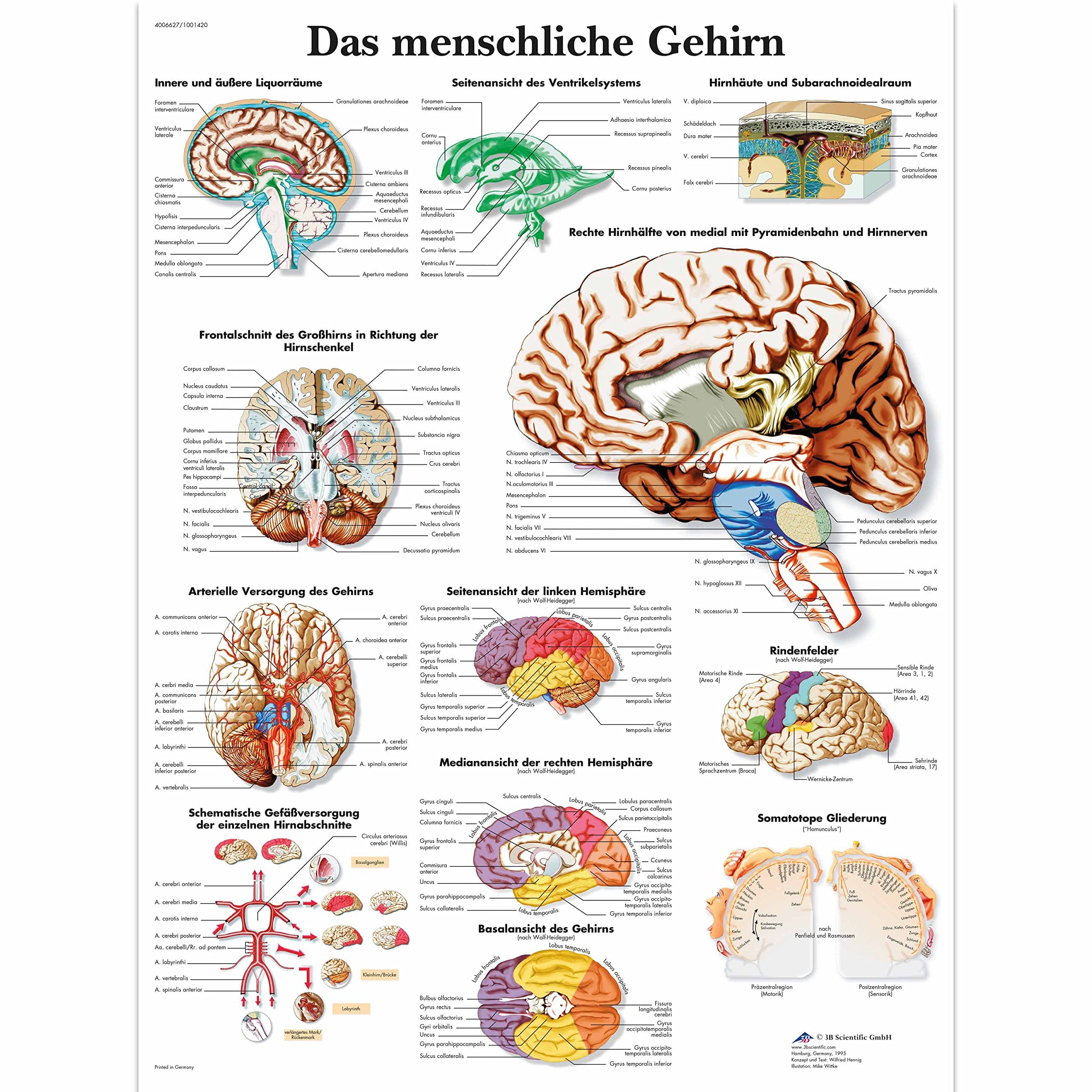 3B Scientific Lehrtafel laminiert - Das menschliche Gehirn Laminiert Single