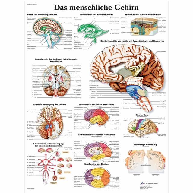 3B Scientific Lehrtafel laminiert - Das menschliche Gehirn Laminiert Single