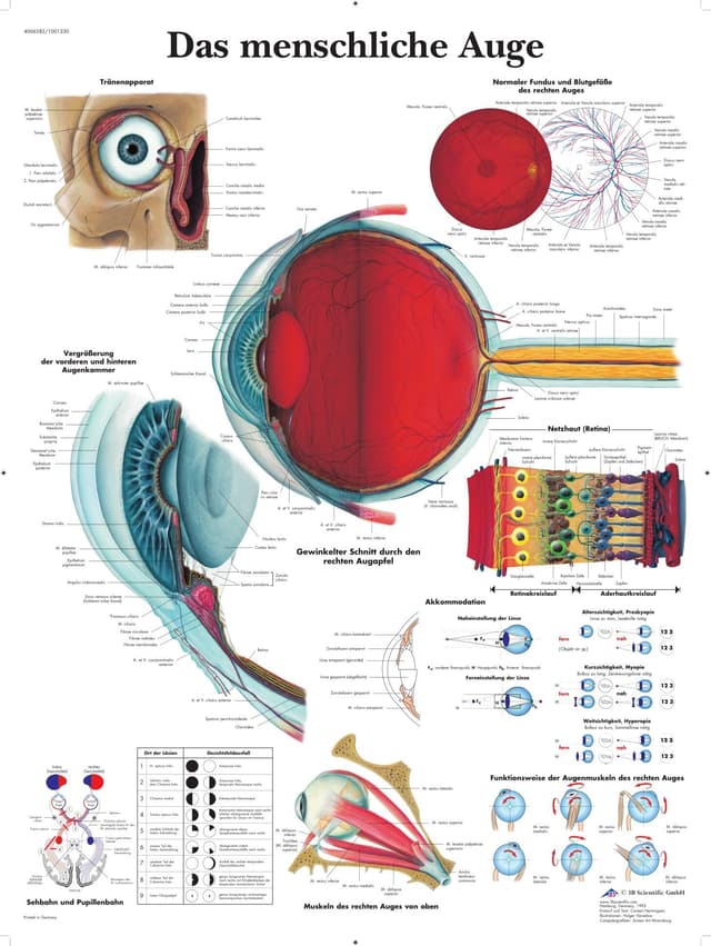 3B Scientific Lehrtafel - Das menschliche Auge Single Papier