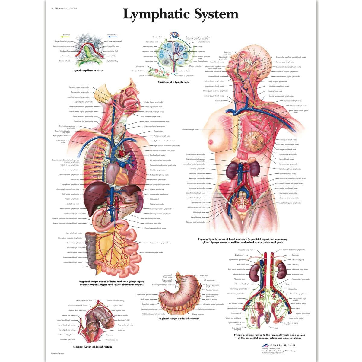 3B Scientific Lehrtafel Lymphsystem, laminated, 1 Laminiert