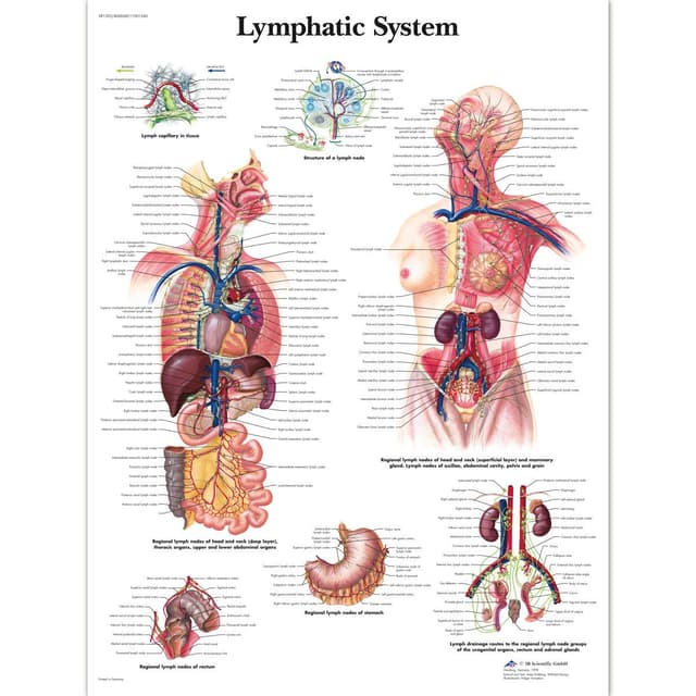 3B Scientific Lehrtafel Lymphsystem, laminated, 1 Laminiert