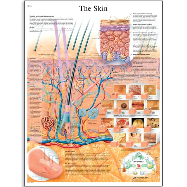 3B Scientific Plakat „Die Haut“, VR1283UU (evtl. nicht in deutscher Sprache), Bunt Papierversion
