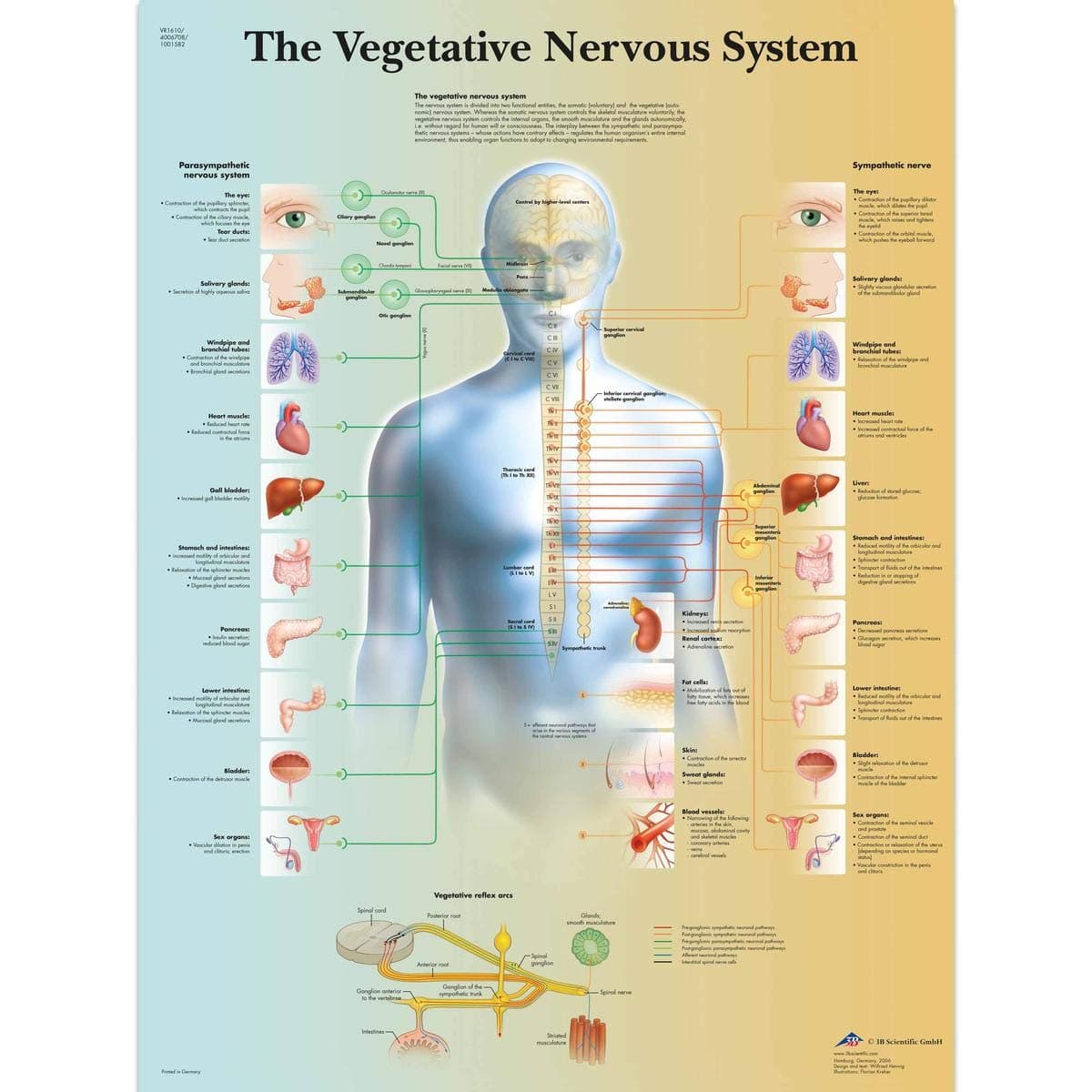 3B Scientific Lehrtafel Das vegetative Nervensystem Papier