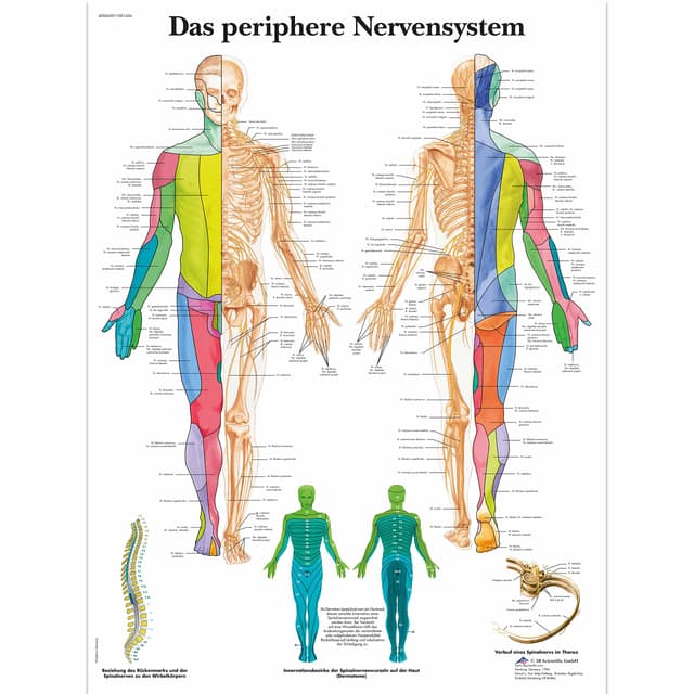 3B Scientific Lehrtafel laminiert - Das periphere Nervensystem Single Laminiert