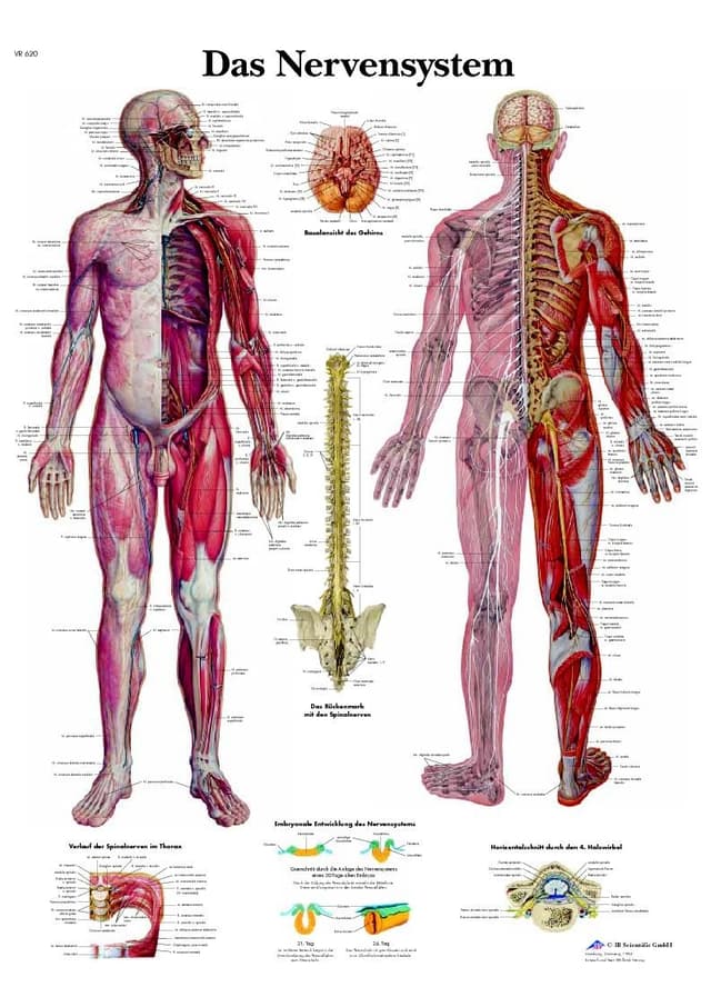 3B Scientific Lehrtafel - Das Nervensystem, VR0620UU Single Papier