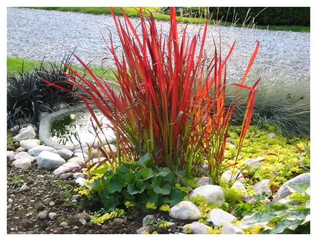 10 x Imperata cylindrica 'Red Baron' im 1 Liter Topf (Ziergras/Gräser/Winterhart/Mehrjährig) Japanisches Blutgras - tolle Rotfärbung bis zum ersten Frost - super für Balkon & Kübel - von Stauden Gänge