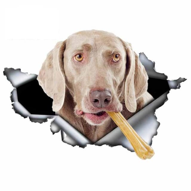 Weimaraner mit Knochen Aufkleber, Wasserfest Reflektierend, 3D Zerrissener Design, Dekorative Autoaufkleber für Auto, Laptop, Kühlschrank (25cm/9.8 Inch)