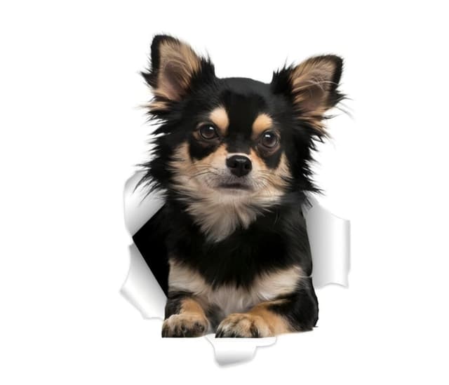 Chihuahua Auto-Aufkleber, Schwarzer Chihuahua 3D Durchbruch-Effekt, Wasserfester Vinyl-Aufkleber für Auto, Laptop, Kühlschrank, Stoßstange, Fenster (25cm/9.8 Inch)