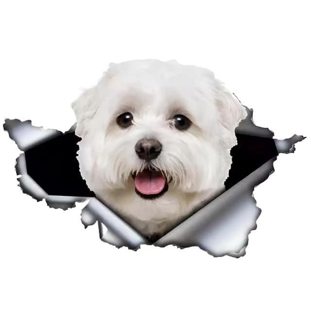 Autoaufkleber 25cm(9.8 Inch) Malteser Aufkleber Lustig Maltese Car Sticker Haustier Hund Wasserdichte Aufkleber 3D Zerrissen Metall Reflektierende Aufkleber Stoßstange Lustig Dekor 25cm(9.84Inch)