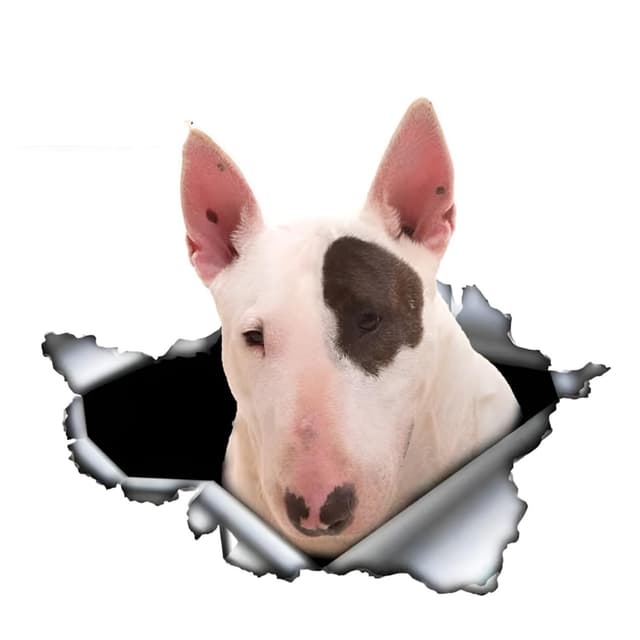 Autoaufkleber Bullterrier Aufkleber 15cm(5.9 Inch) Weiß Bullterrier Reflektierende Aufkleber Haustier Hund Lustig 3D Zerrissen Autoaufkleber Bull Terrier Car Sticker Personalisieren Lustig Dekor 15cm(5.9Inch)