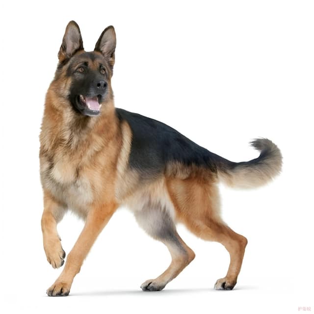 Autoaufkleber Deutscher Schäferhund 22Cm German Shepherd Car Stickers Haustier Hund Zerrissenes Aufkleber Reflektierende Wasserfester Aufkleber Stoßstange Kofferraum Heckscheibe Dekor D2007# 22cm(8.66Inch)