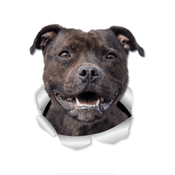 Staffordshire Terrier Reflektierende Aufkleber, 3D Zerrissener Effekt, Lustige Wasserfester Vinyl-Aufkleber für Laptop, Kühlschrank, Auto, Stoßstange (22cm/8.7 Inch)