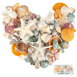 RISF 350g Muscheln Gemischt, 14 Arten Muscheln zum Basteln und 3 Arten Seestern, 3-9cm Muscheln Deko mit Aufbewahrungsbox, Meeresmuscheln für Vase Füller, Hochzeit Dekorationen, DIY Handwerk