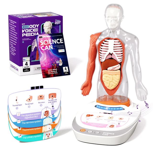 Science Can Anatomiemodell für Kinder, Menschliche Körper Set, Interaktive Spielzeug - Englisch, 22cm Realistischer Organen & Skelett Set, Experimentierkasten für Kinder ab 6 Jahren(Deutsche Fassung)