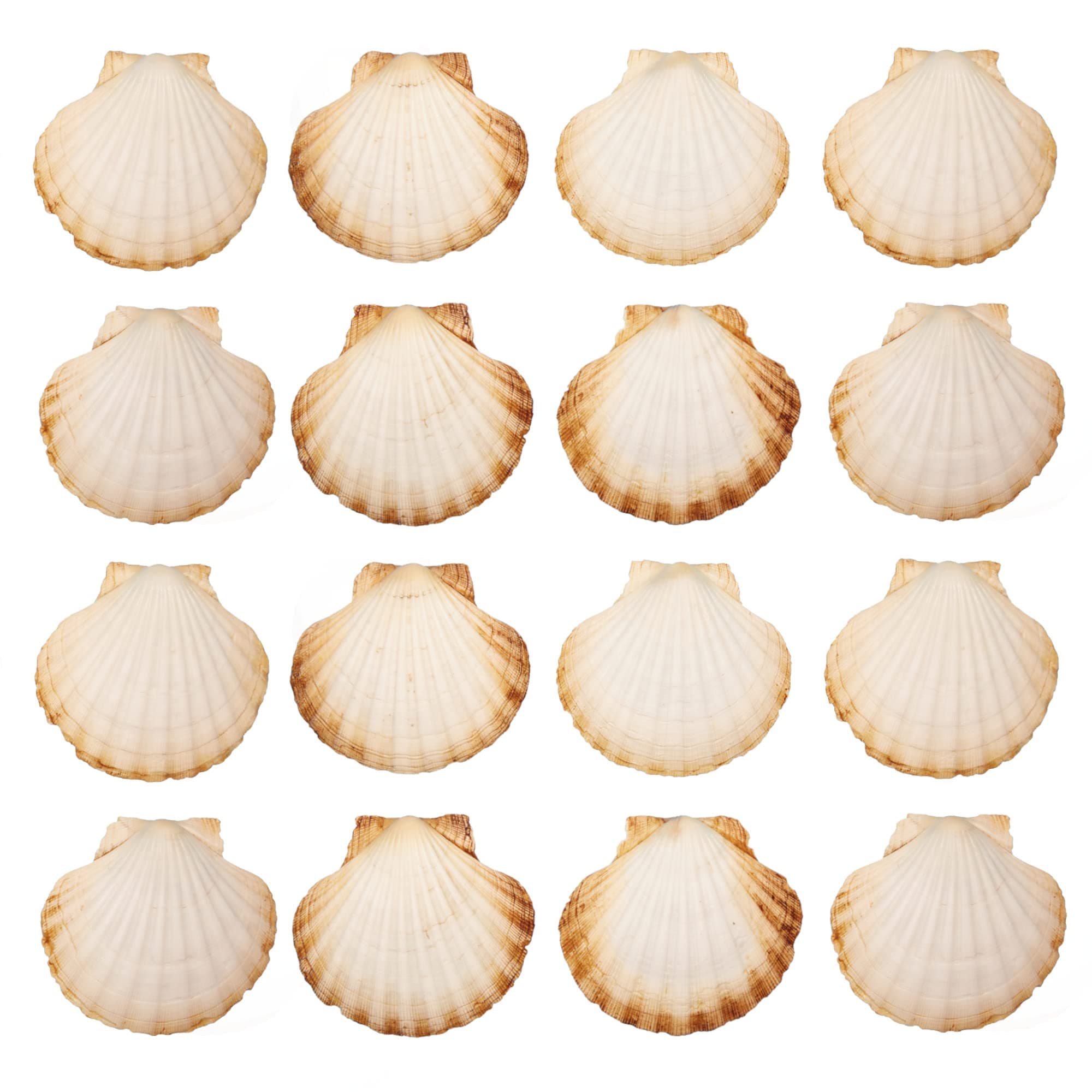 Finoly Große Natürliche Muschelschalen Jakobsmuscheln Muscheln 10x11 cm Paket 4/8/12/16 Stück | Jakobsmuschel Schalen für die Küche Dekoration Handwerk DIY (16, Rund) 16 Rund