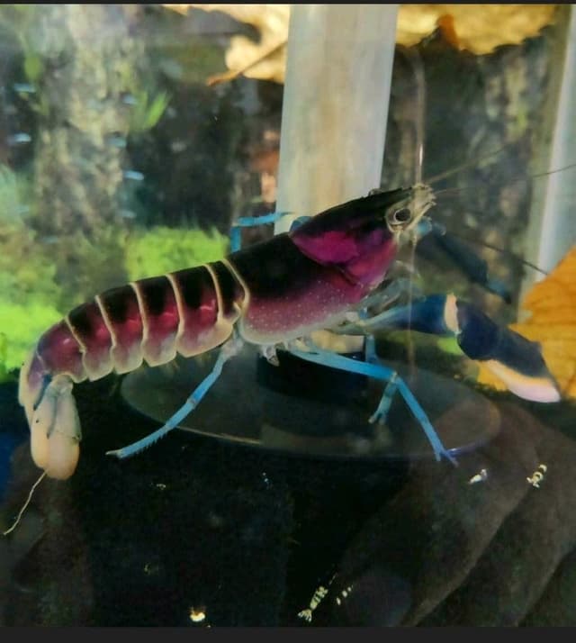 Garnelenglück - Cherax Pulcher - 1 Stück (3-6 cm) 3 - 6 cm
