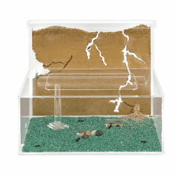 AntHouse - Natürliche Ameisenfarm aus Sand | Modell L (Sandwich + Futterbox) | Inklusive Ameisenkolonie Transparent Angebot bei HelloDeals