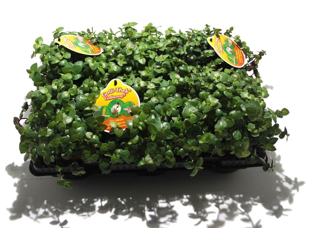 6 x Golliwoog - Futterpflanze für Bartagamen, Vögel , Meerschweinchen, Kaninchen 6 Stück