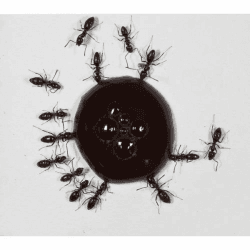 AntHouse 10ml Ameisen-Nektar - Protein Syrup for Queens Ants and Ants Colony