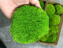 Prefleur konservierte Pflanzen Stange Mooskissen Dutt Kissen Natur Grün Dekorativ Echt Natur Grün DIY Kit Terrarien Gartenarbeit Kunst Wanddekoration Florist Dekor (Green-b, 1.5 sq.ft.) Green-b 1.5 sq.ft. Angebot bei HelloDeals