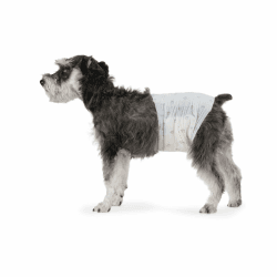 Amazon Basics Hundewindel für Rüden, Einwegwindeln, Größe M, Weiß, 30 Stück Mittel (30er-Pack)