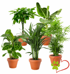 5er-Pflanzen-Set “Tierfreund”, +/- 30-60cm, ø 12-15cm Topf, Bergpalme, Glückskastanie, Bananenpflanze, Korbmarante, Goldfruchtpalme, Ungiftig & Tierfreundlich, Qualität vom Pflanzen Profi 5er-Set Tierfreund