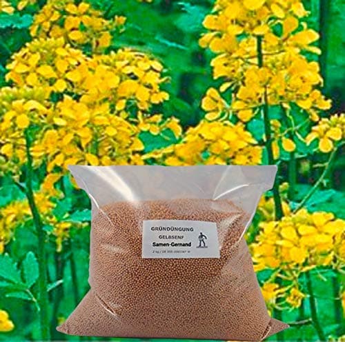 Samen-Gernand Gelbsenf Gründüngung Top Q 2 kg für 400 m² Frische Saat