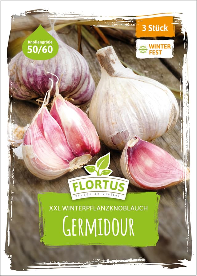 FLORTUS – Winterpflanzknoblauch XXL Germidour 3 Knollen zertifiziertes Pflanzgut, keine Samen – Knollengröße 50 - 60 mm – winterhart, würziger Knoblauch aus Südfrankreich 3 Stück