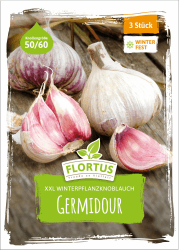 FLORTUS – Winterpflanzknoblauch XXL Germidour 3 Knollen zertifiziertes Pflanzgut, keine Samen – Knollengröße 50 - 60 mm – winterhart, würziger Knoblauch aus Südfrankreich 3 Stück Angebot bei HelloDeals