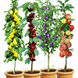 BALDUR Garten Säulen-Obst-Kollektion Birne, Kirsche, Pflaume & Apfel, 4 Pflanzen als Säule Birnbaum, Kirschbaum, Pflaumenbaum, Apfelbaum, Obstbaum-Kollektion, winterhart, platzsparende Säulen BALDUR Garten 4er Säulenobst-Kollektion,4 Pflanzen Angebot bei HelloDeals