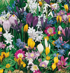 mgc24 Blumenzwiebelmischung zur Verwilderung - 75 Blumenzwiebeln Verwilderungsmischung 75 Stück Angebot bei HelloDeals