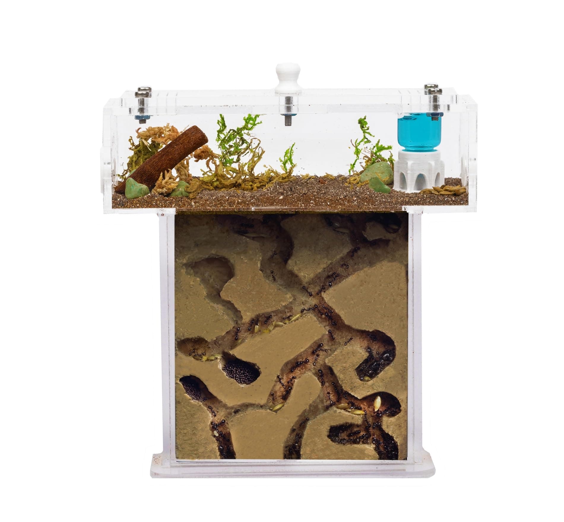 Acryl Ameisenfarm Set mit Schaum in Mini T-Form - 14x5x14 cm Sandwich und Futterkasten - Ameisen Farm mit Lebenden Ameisen - Enthält Königin, Arbeiterinnen, Eier und Larven - Durchsichti