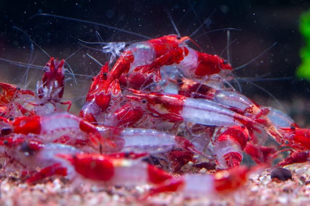 AquabreedingSkill 10 stück red rilli Garnelen - Aquarium Garnelen lebend - zwerggarnelen neocaridina friedliche Bewohner für Aquarien Größe 1,5-2 cm